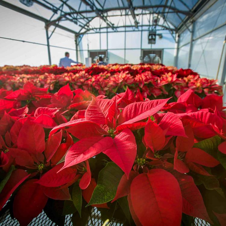  Cluster of poinsettias in a greenhouse